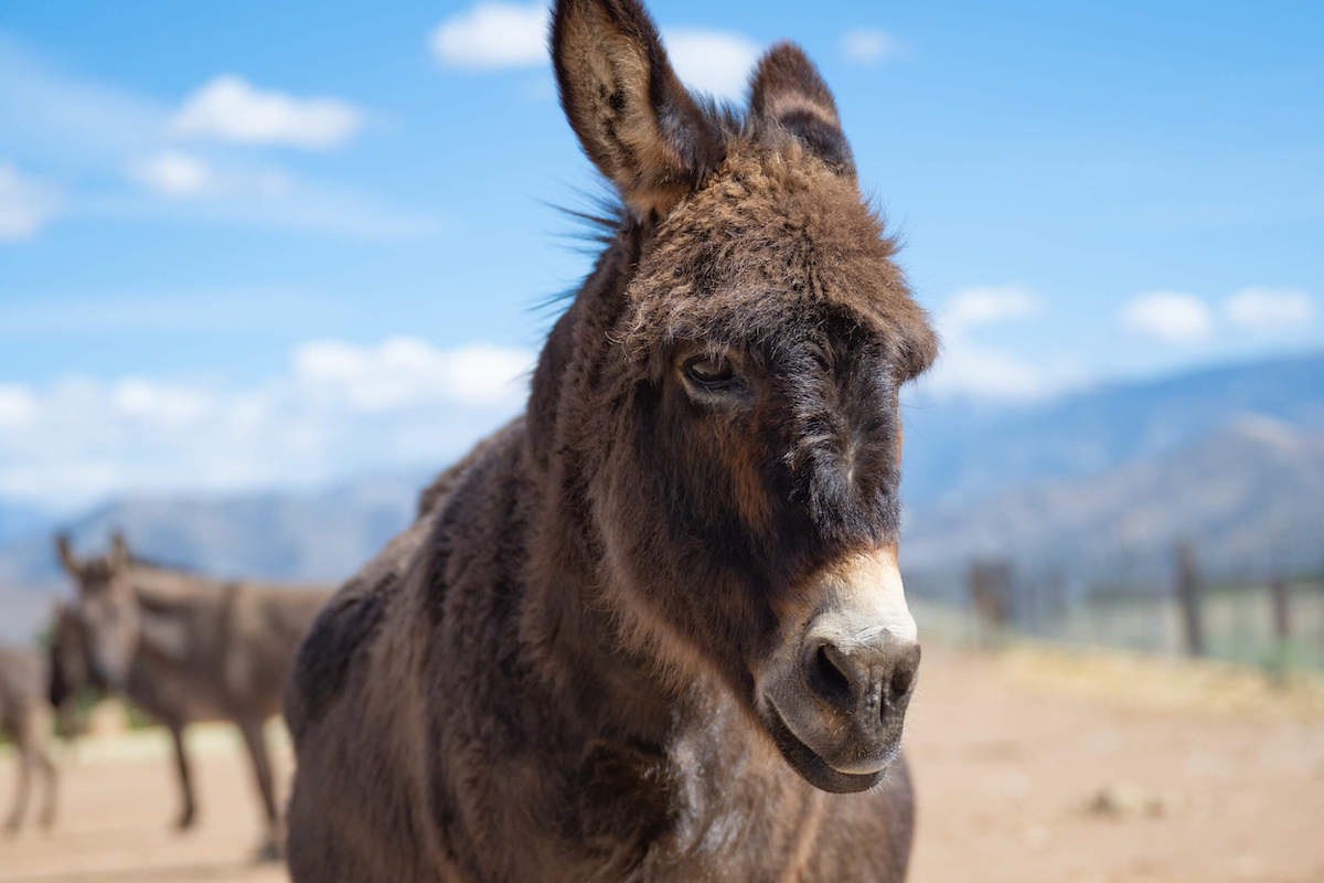 Albert donkey