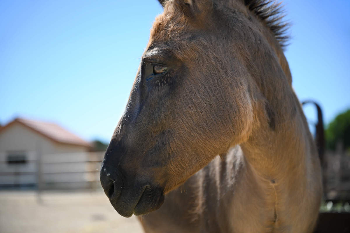 Dorado donkey