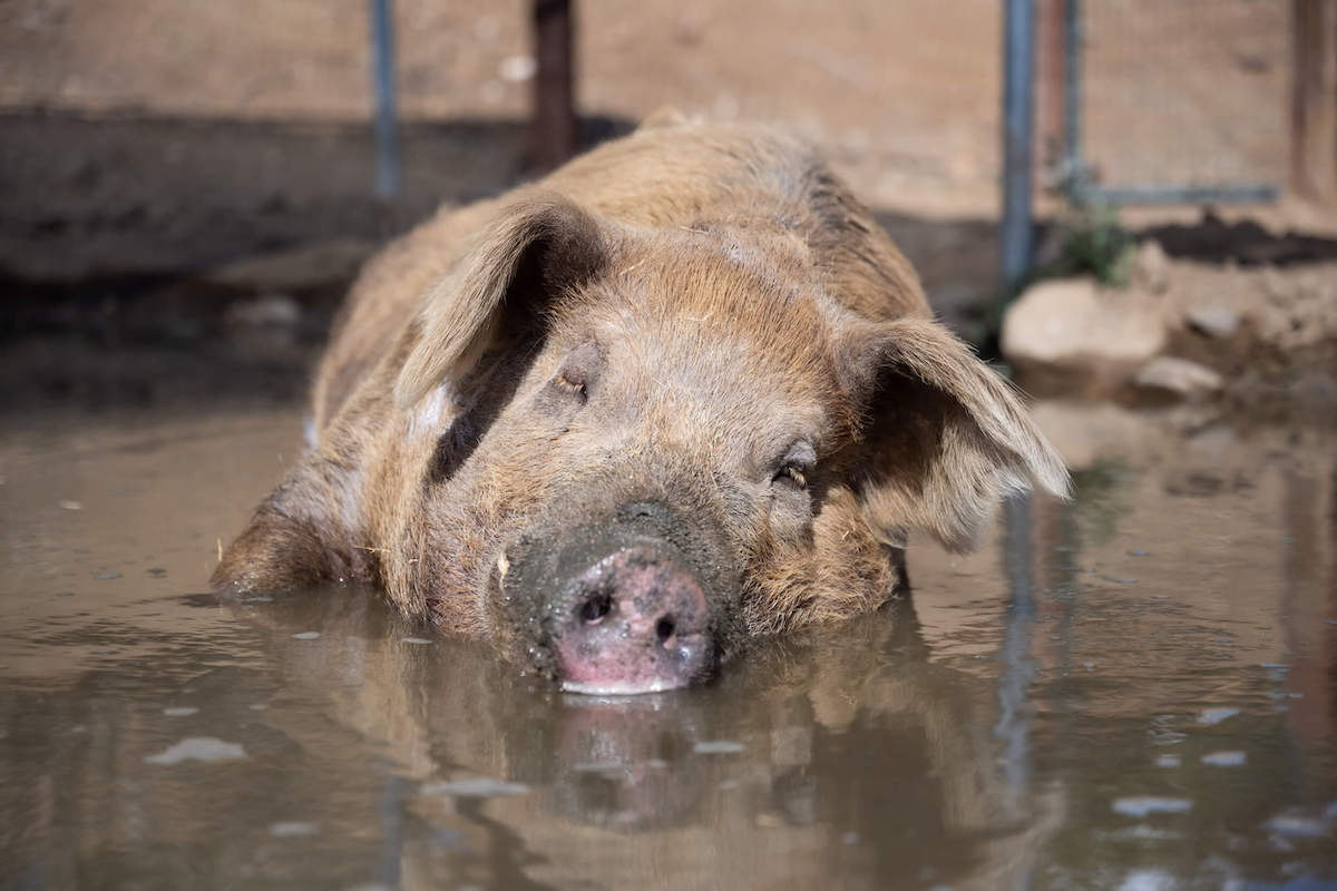 Junip Sydney pig