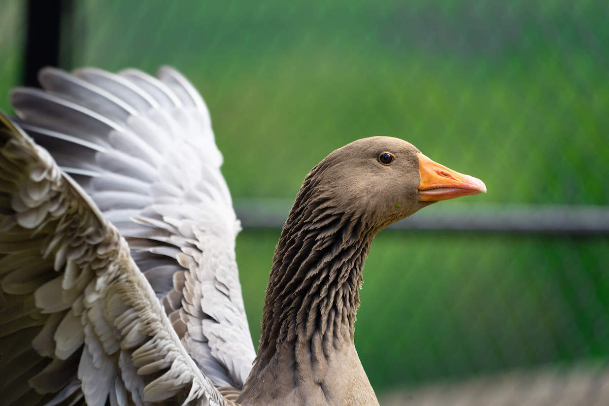 Reba goose